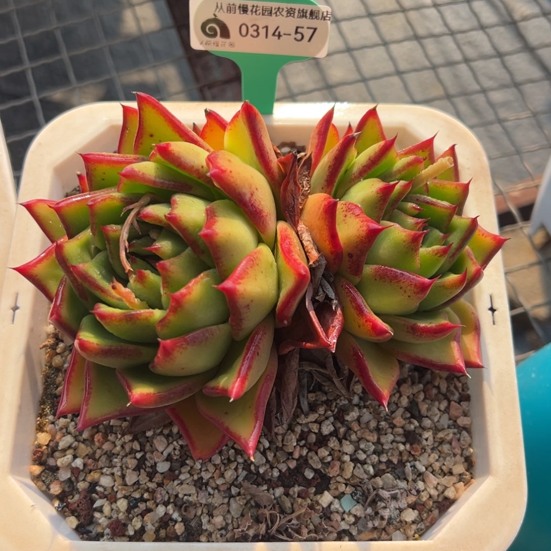 从前慢多肉精选编号0314.57