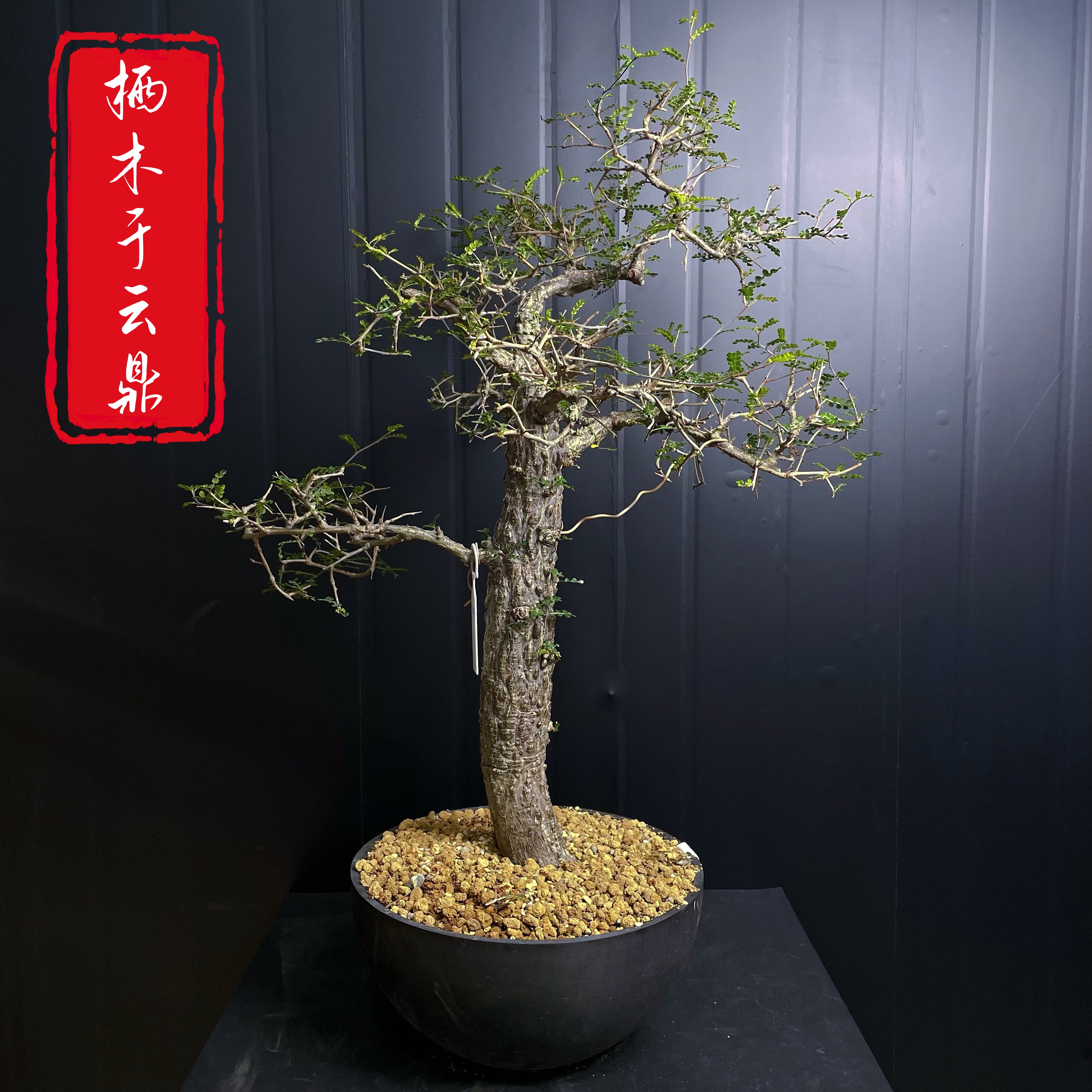 【栖木于云鼎】列加氏漆树（8年老庄）带盆土发货一物一拍