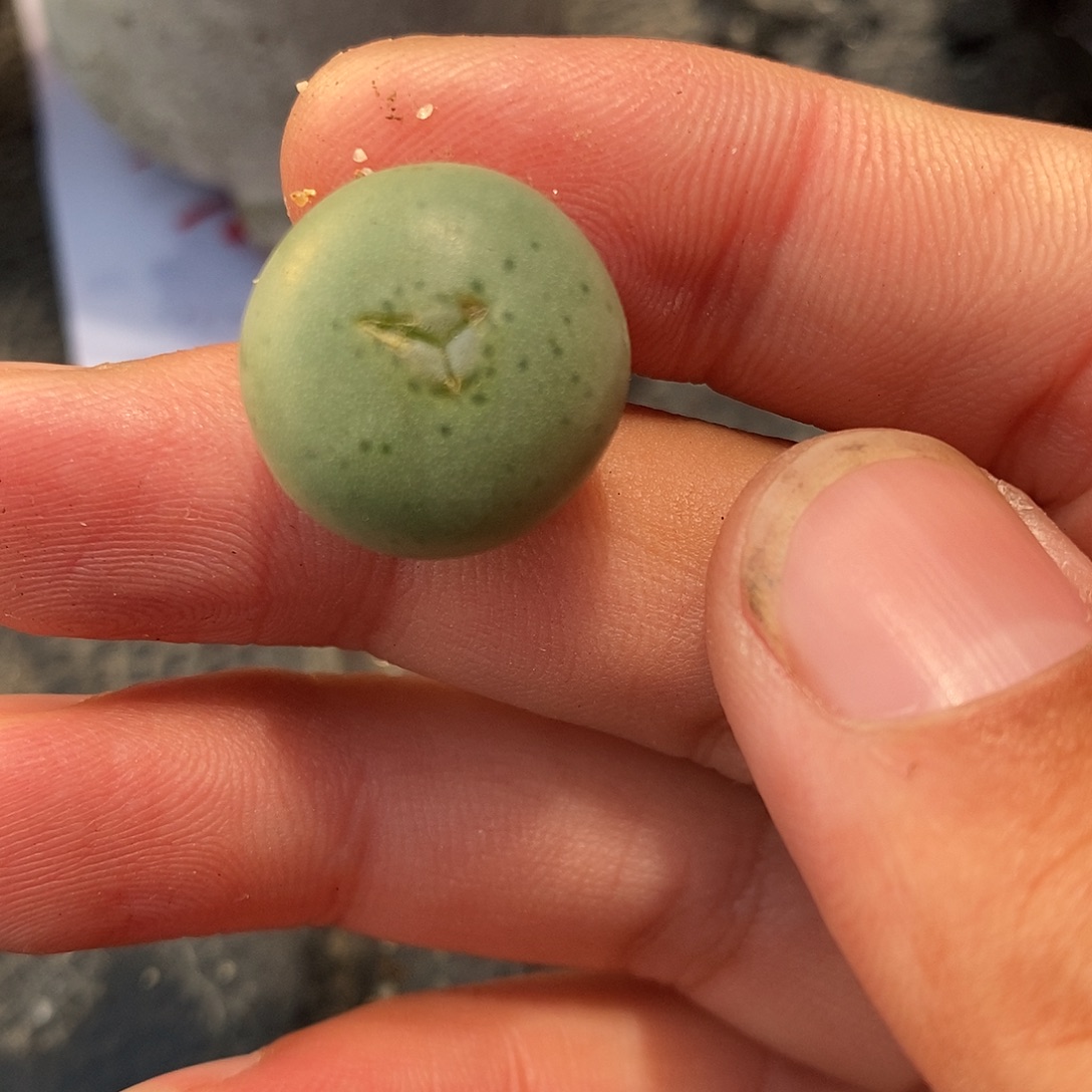 224大颗小拳拳奔驰