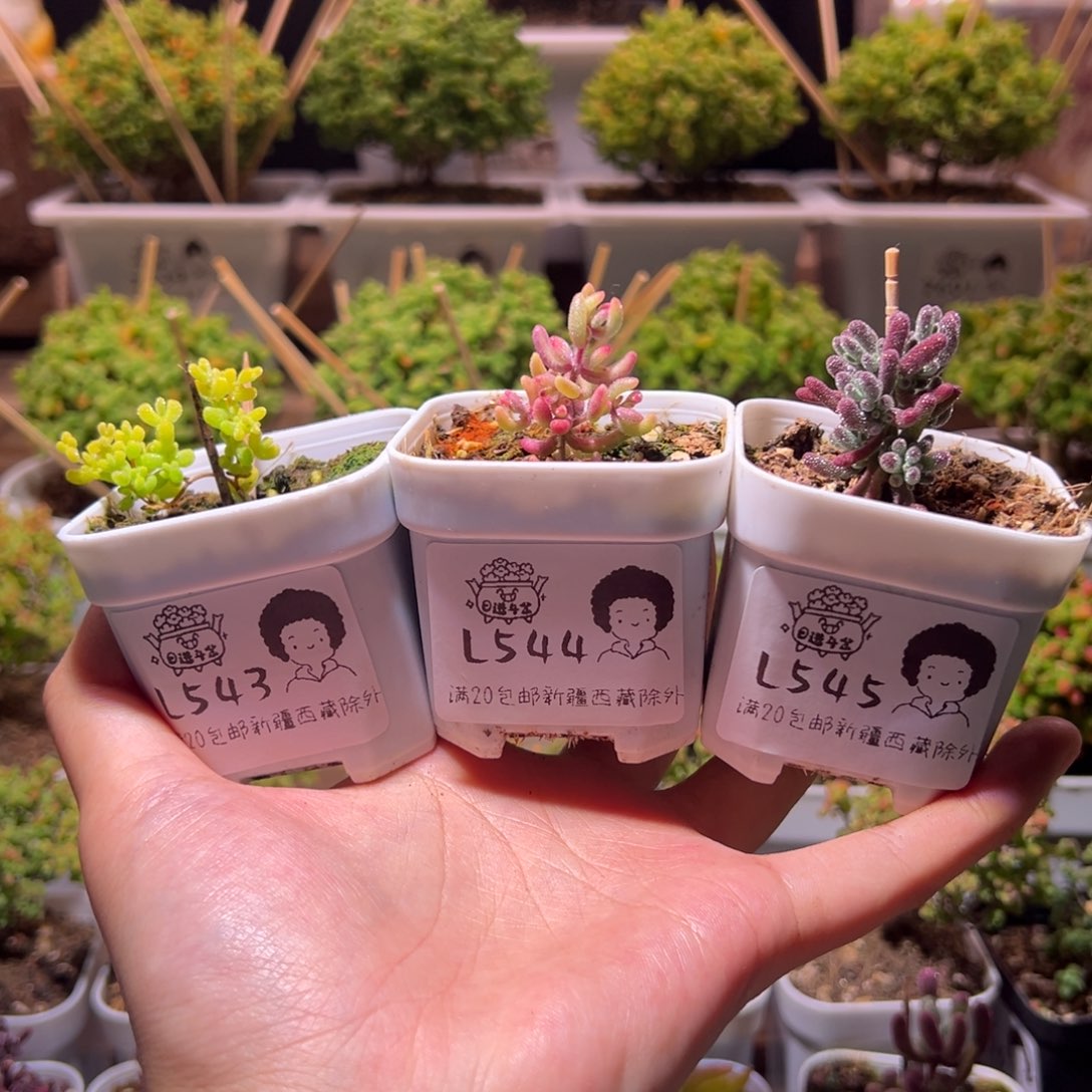 T***y组合一物一拍带盆土发货