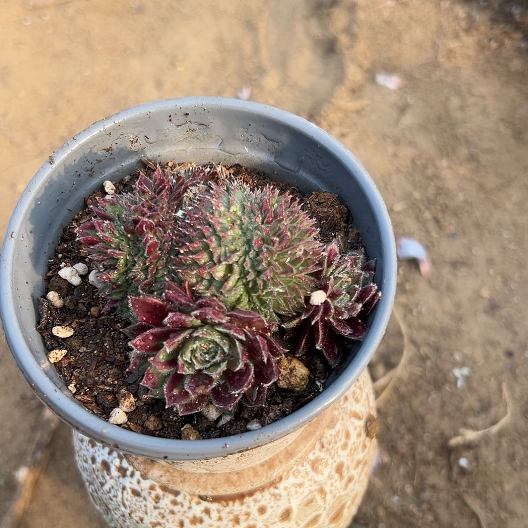 多肉植物长生草缀