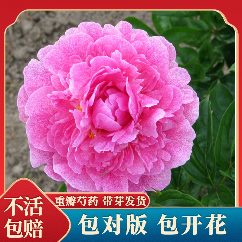 【小鹿/记忆】裸根重瓣芍药庭院阳台地栽盆栽耐寒观赏草本春季