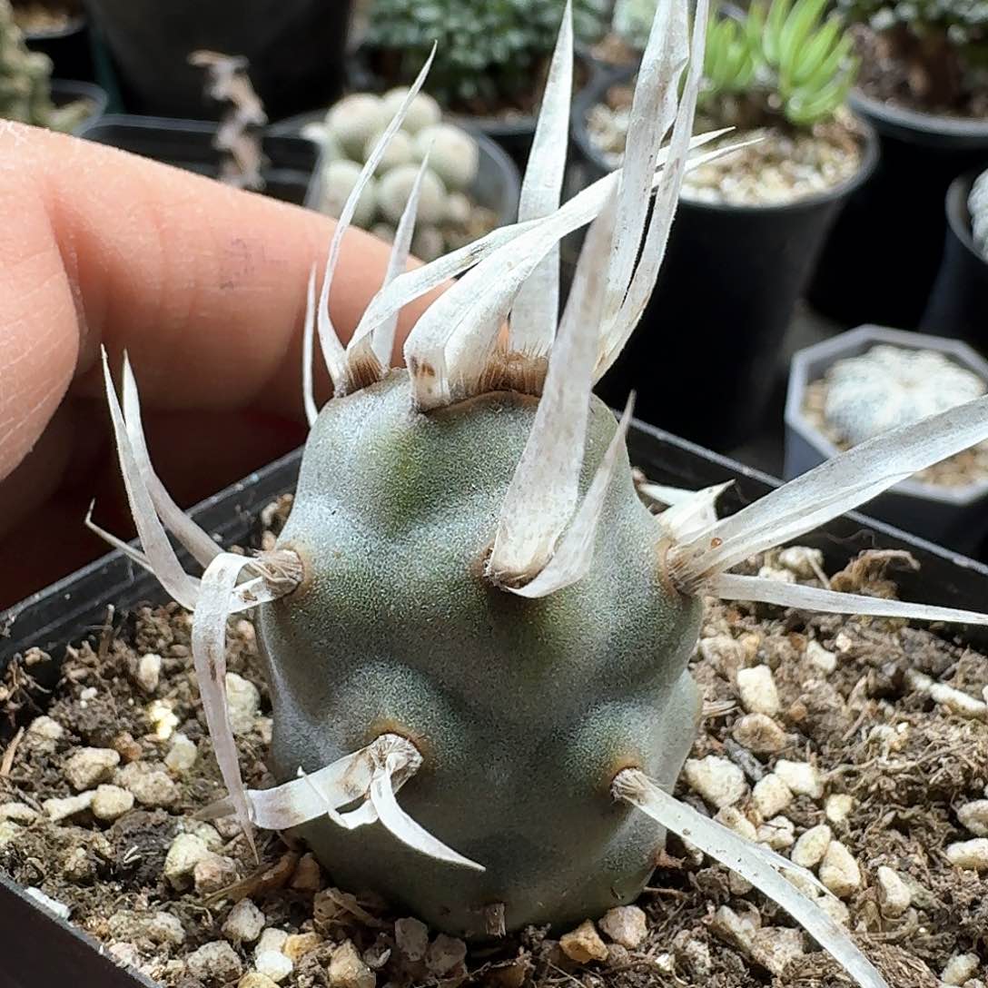 174纸刺武藏野脱土发货