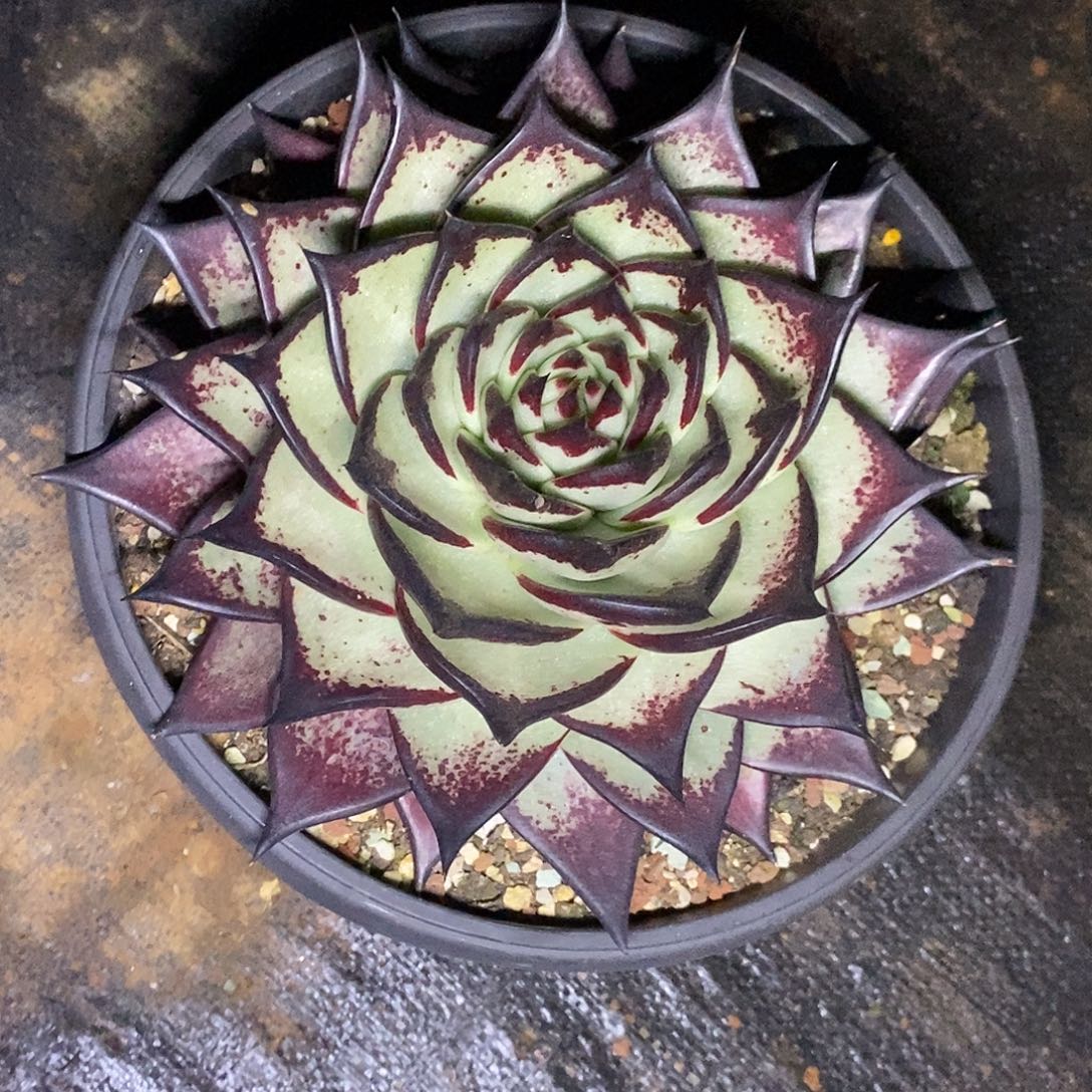 多肉植物超级魔王