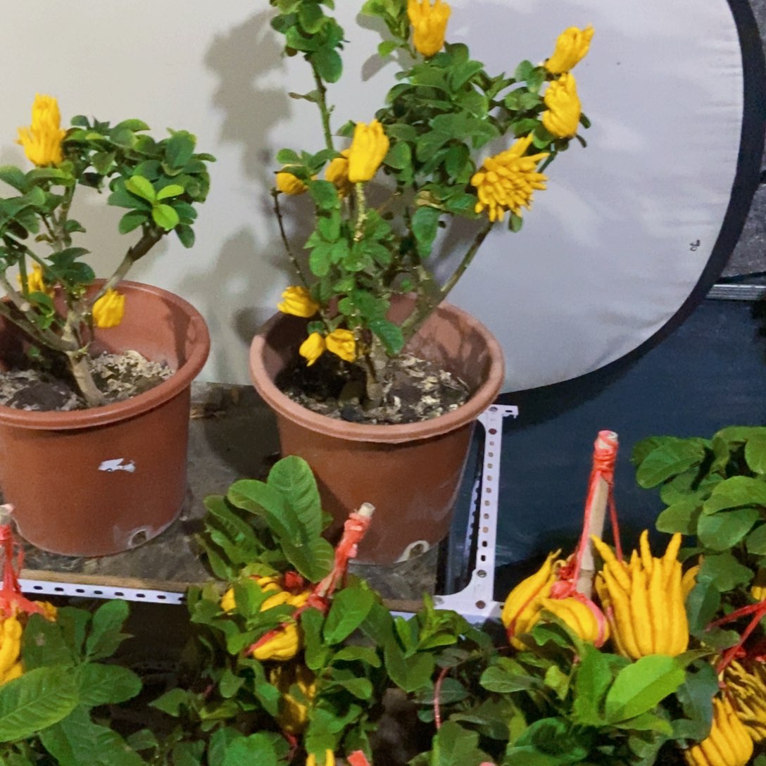 无花朵佛手盆栽植物