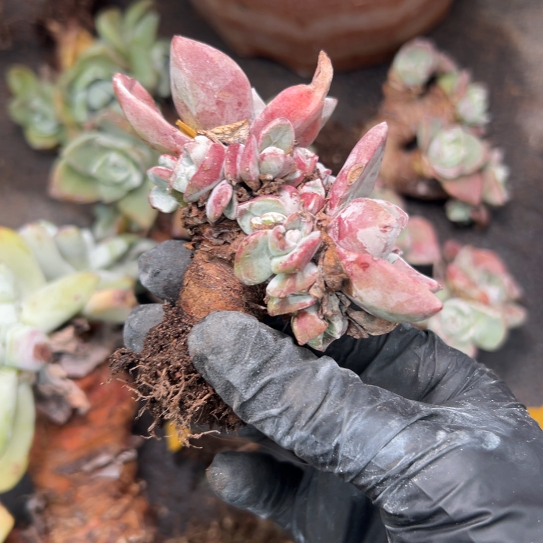 冰***水谢谢姐姐～一物一拍8879