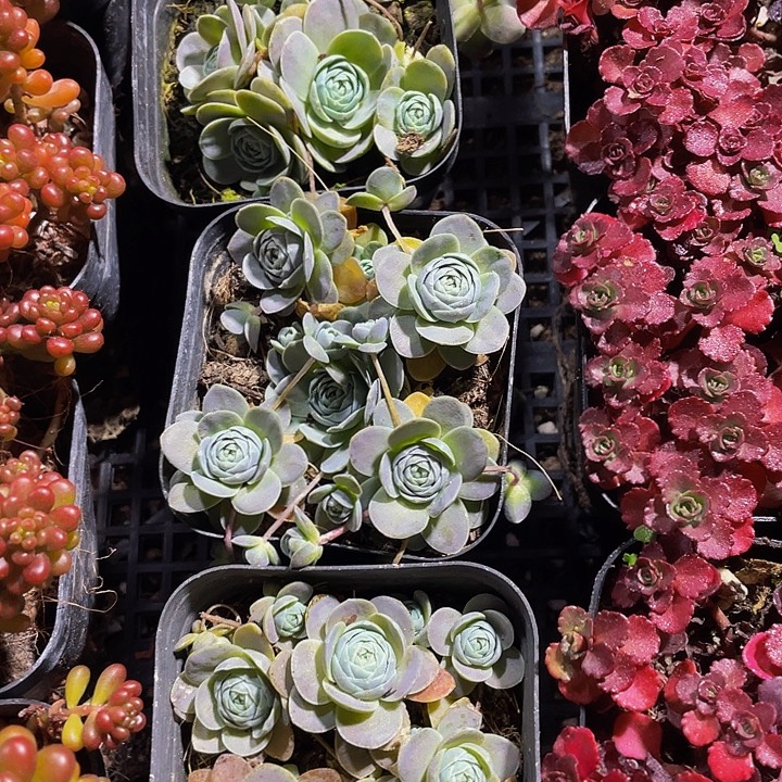 子持莲花带盆土发货