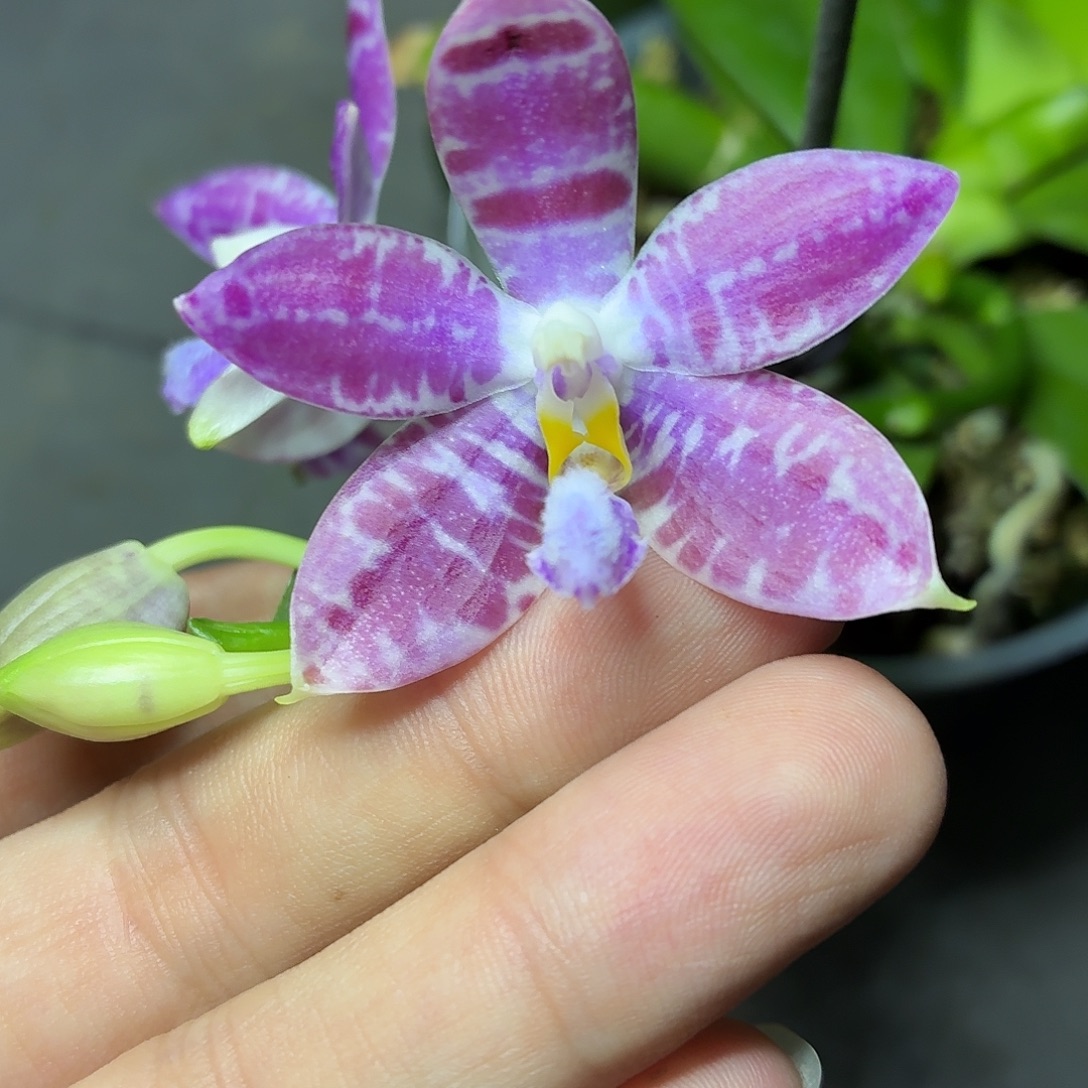 当前无花朵，栽培后可花朵A1008海底世界