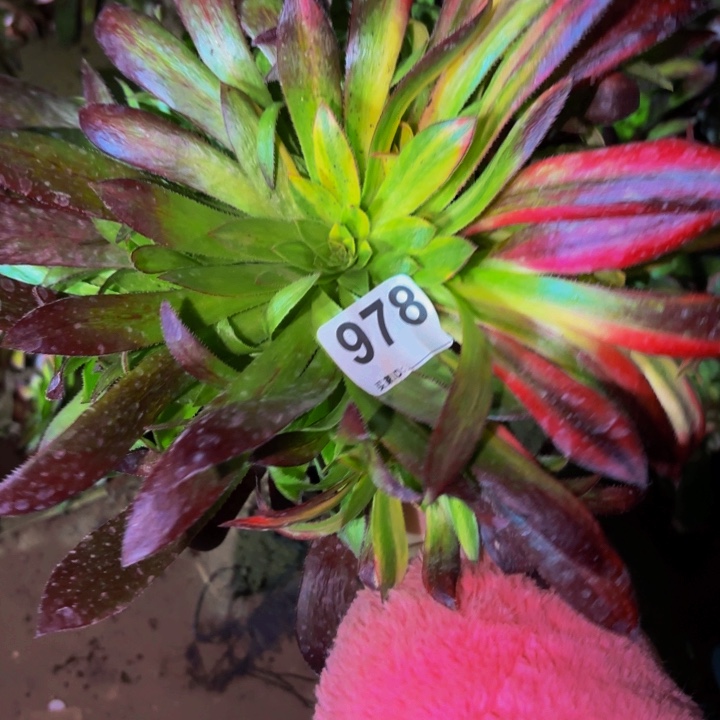 978惊鸿七彩多肉植物不售后