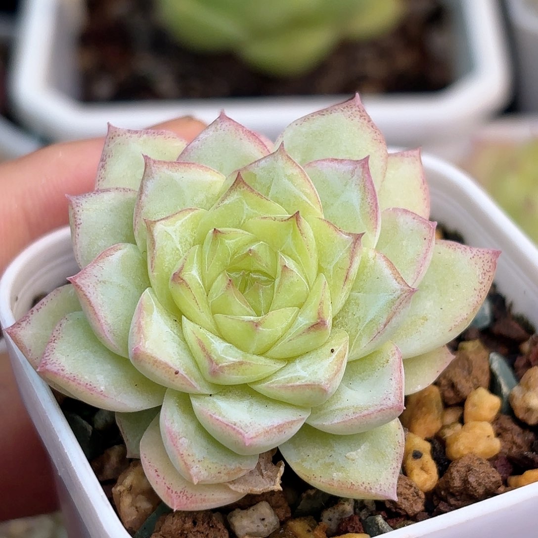 147 新疆西藏内蒙不发货 脱土