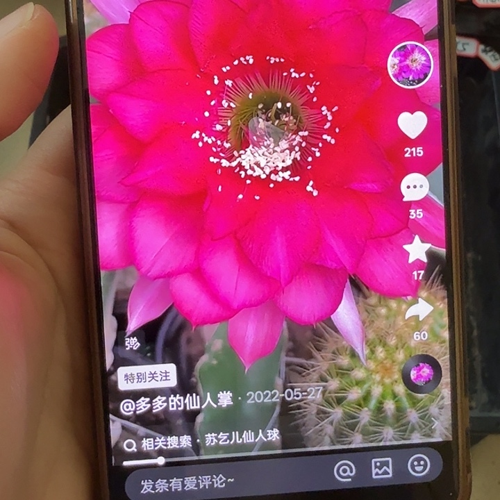 仙人球彩草歪巨无霸