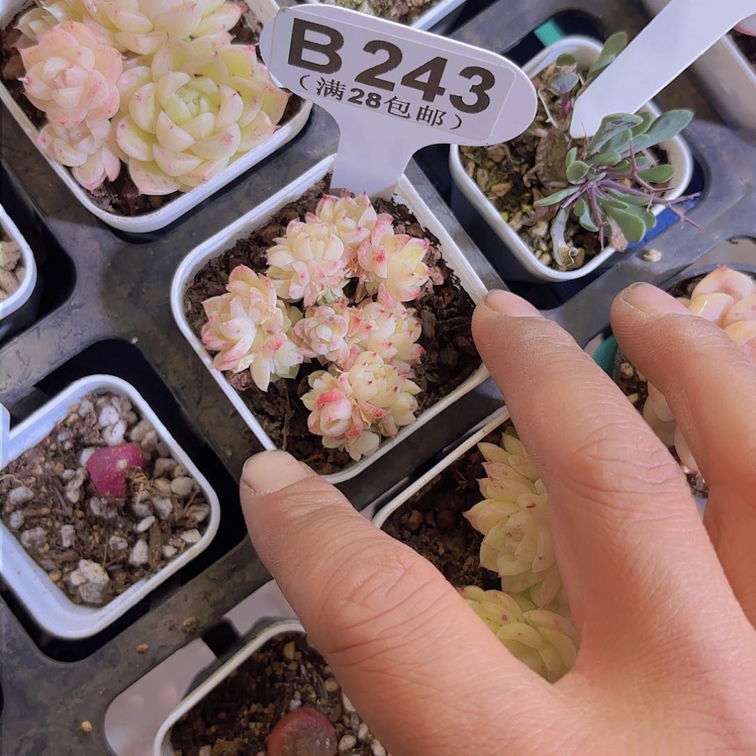 B243麦秆一物一拍