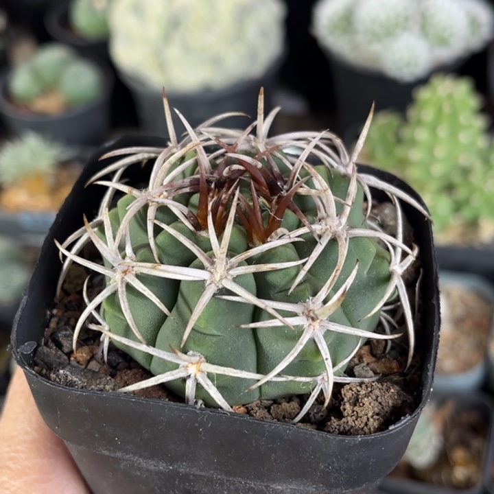 仙人球一物一拍实生