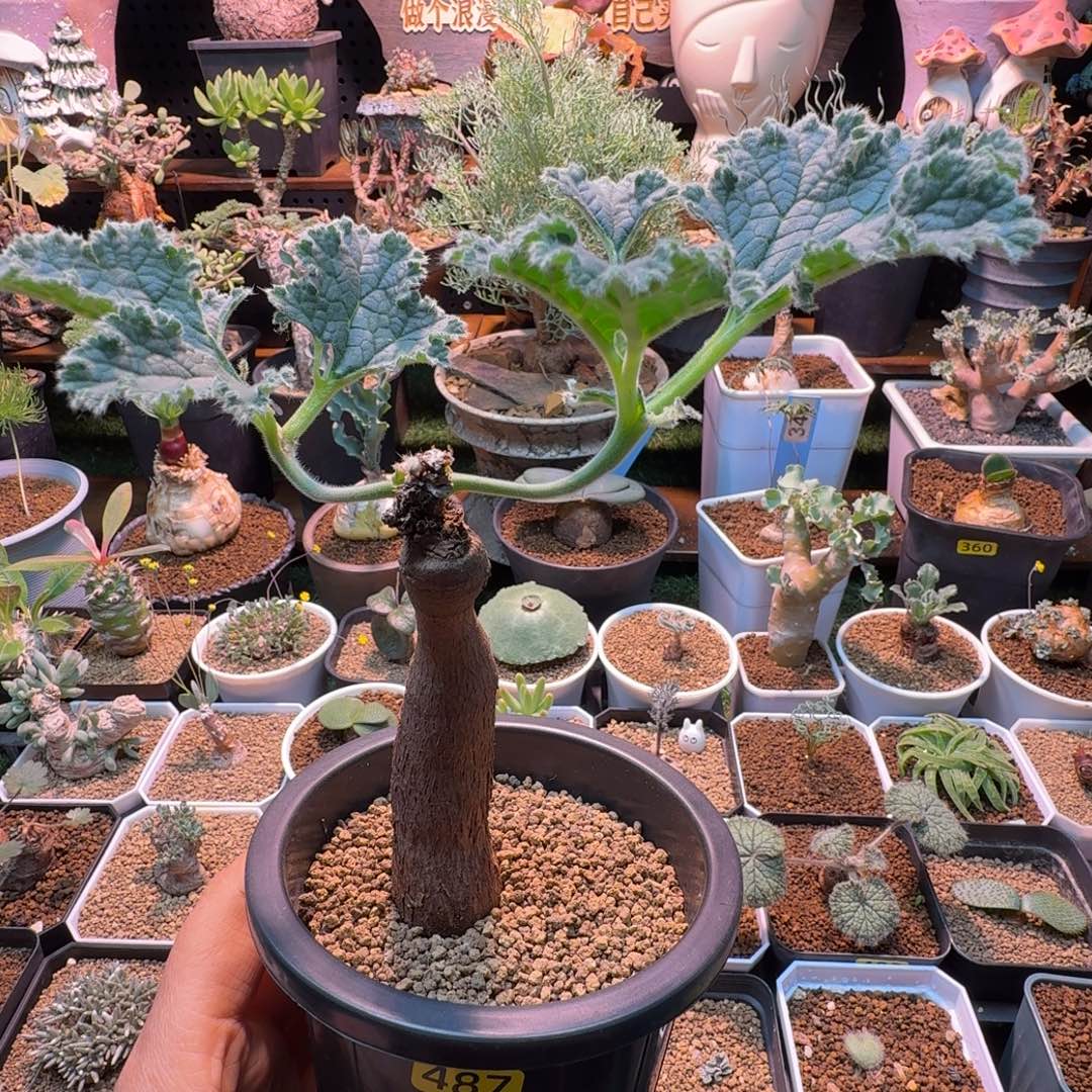 罗巴塔洋葵487 仙人掌