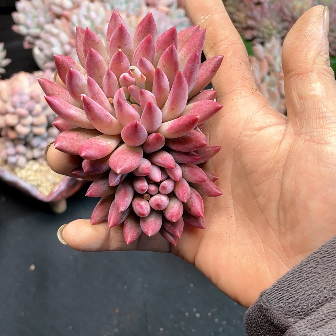 字紫体虞美人多肉植物