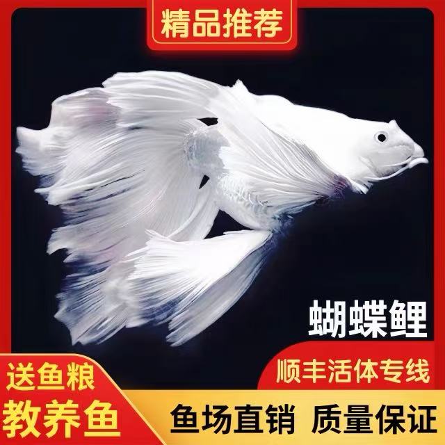 精品纯种台系蝴蝶鲤大鳍大尾赛级白短球可混养！