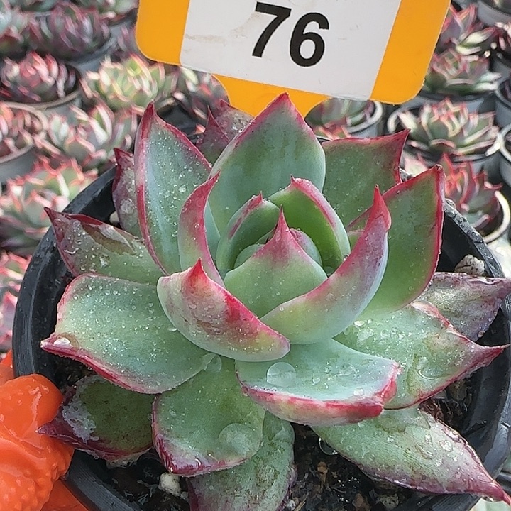 琴***肉76 惊鸿仙子多肉植物6-9cm