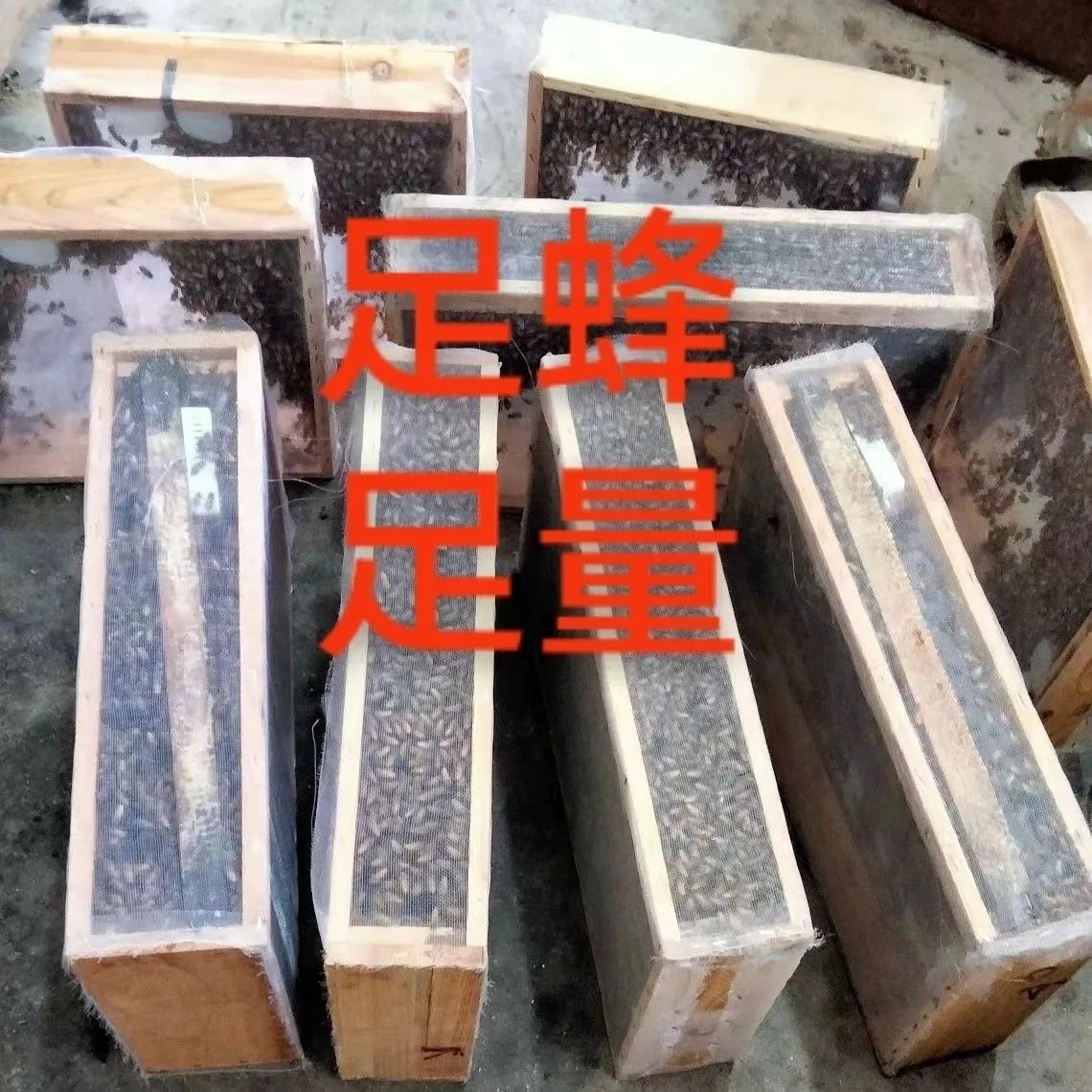 中蜂蜂群无王群合群补弱群专用