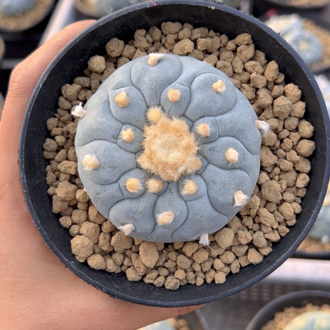 实生带盆H99hgghhv