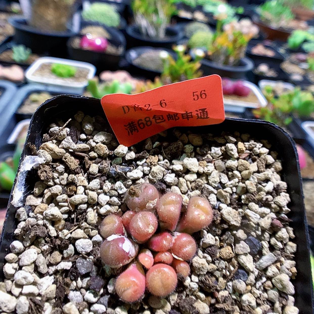 【闪购商品】2-6-56 P毛球一群特 20