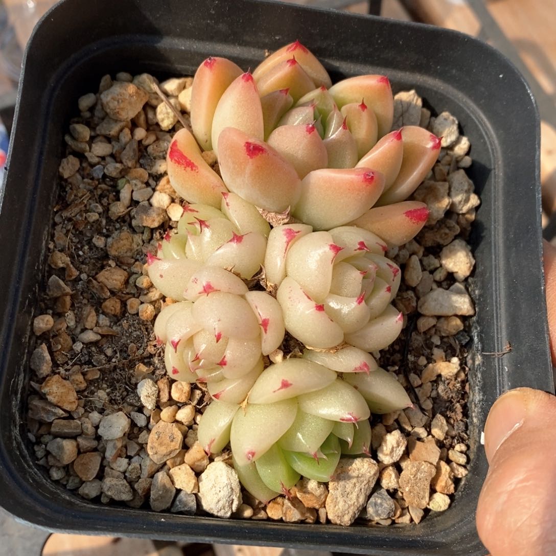 精品多肉一物一拍不包整169