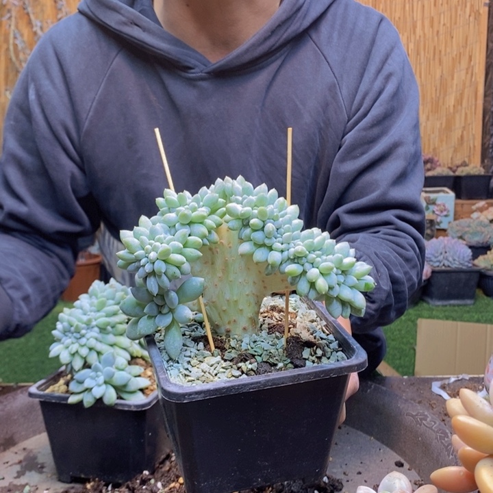 西***兮318 号奶糖多肉植物