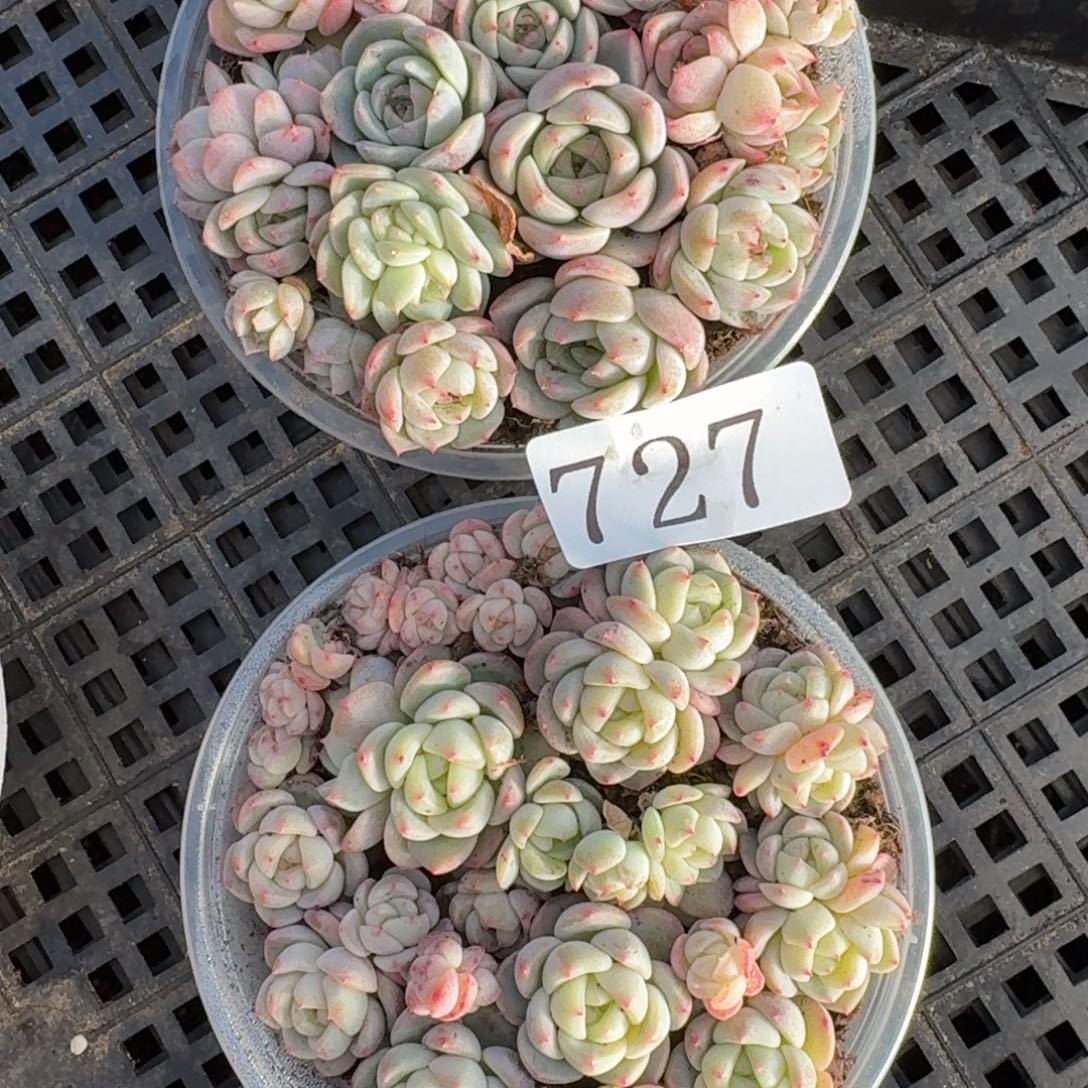 多肉植物多肉植物727