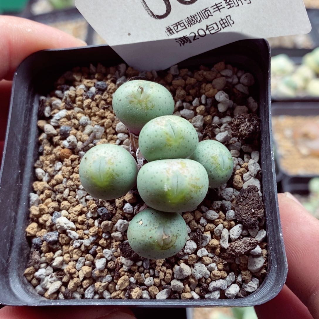 我的小姐姐们都是我063