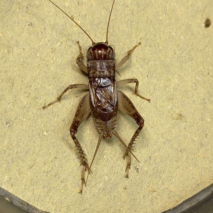 秋版精品蟋蟀牙好耐力强好斗