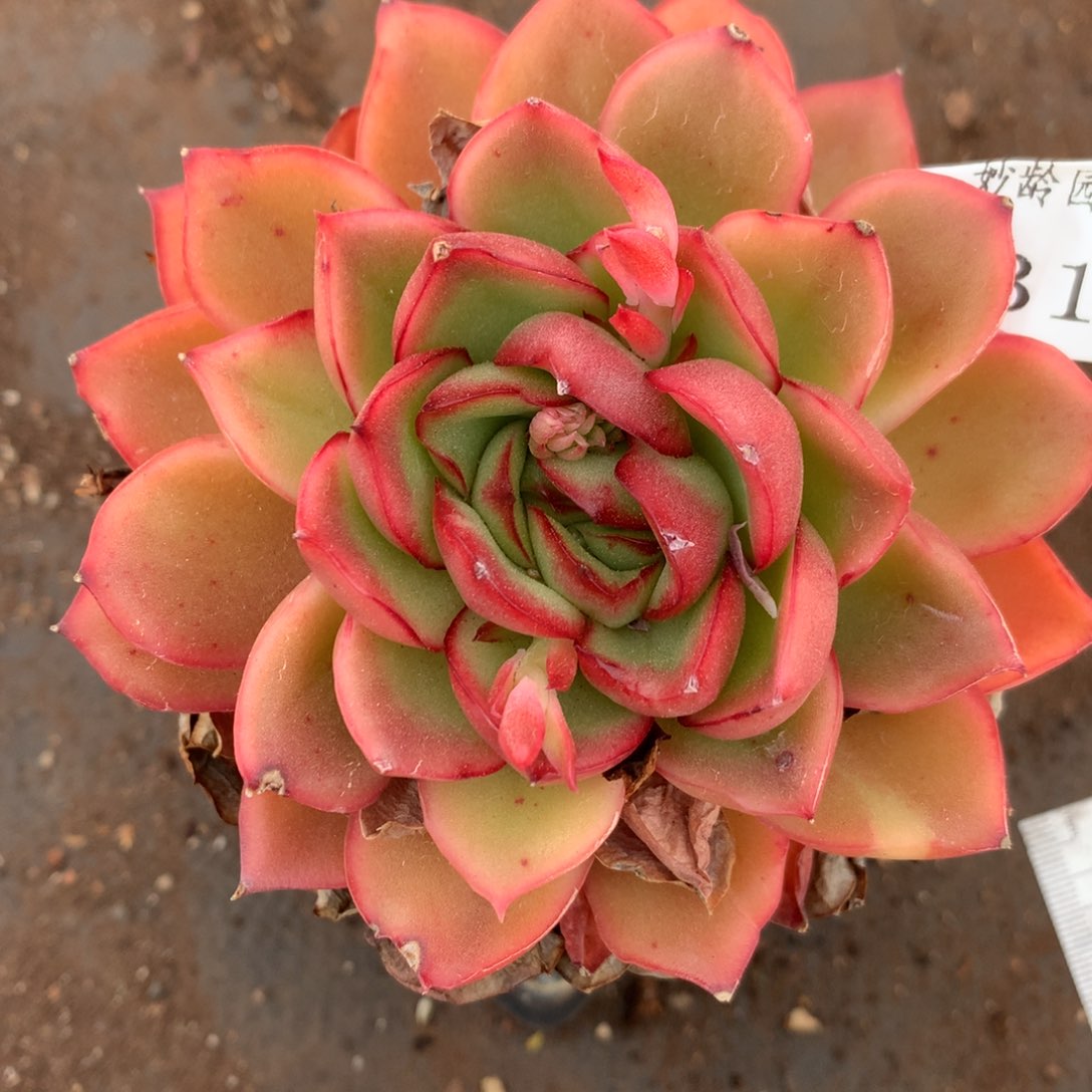 8317杂交多肉老桩