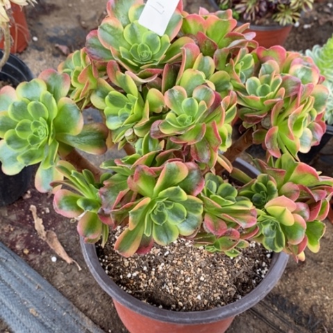 17特斯拉砍过满25包邮多肉