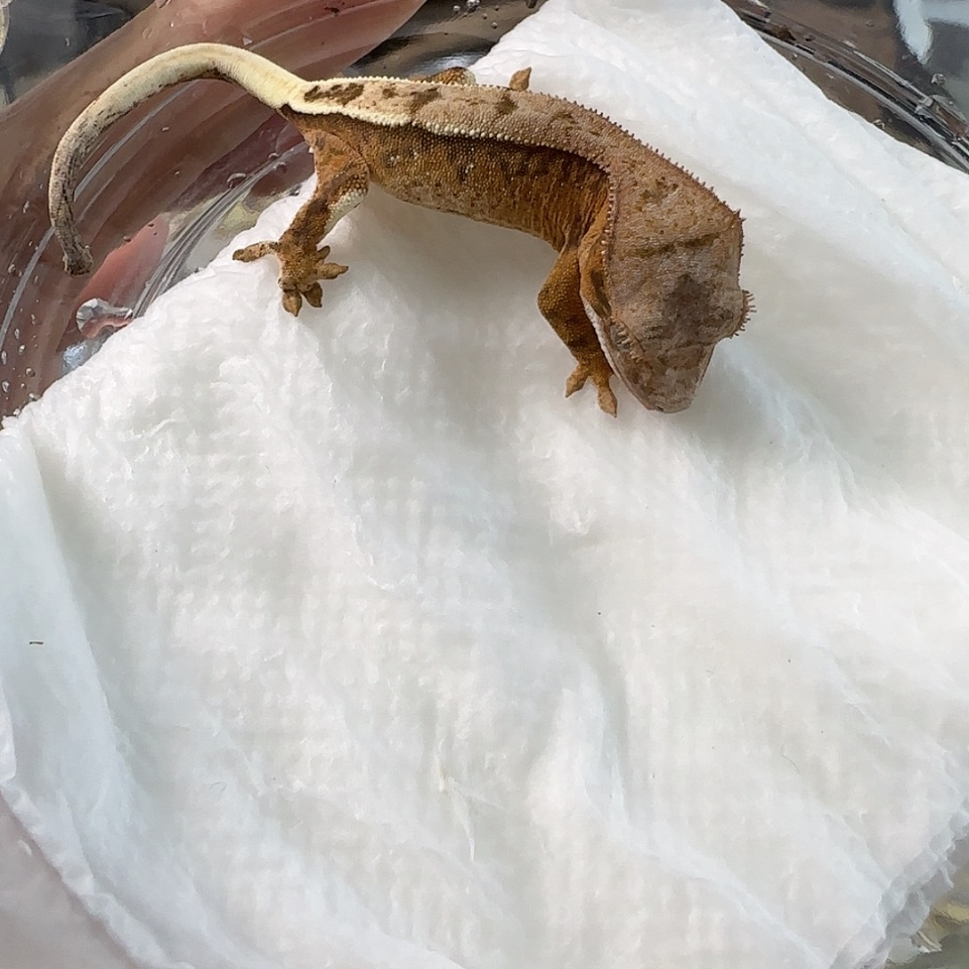 睫角守宫满纹紫貂