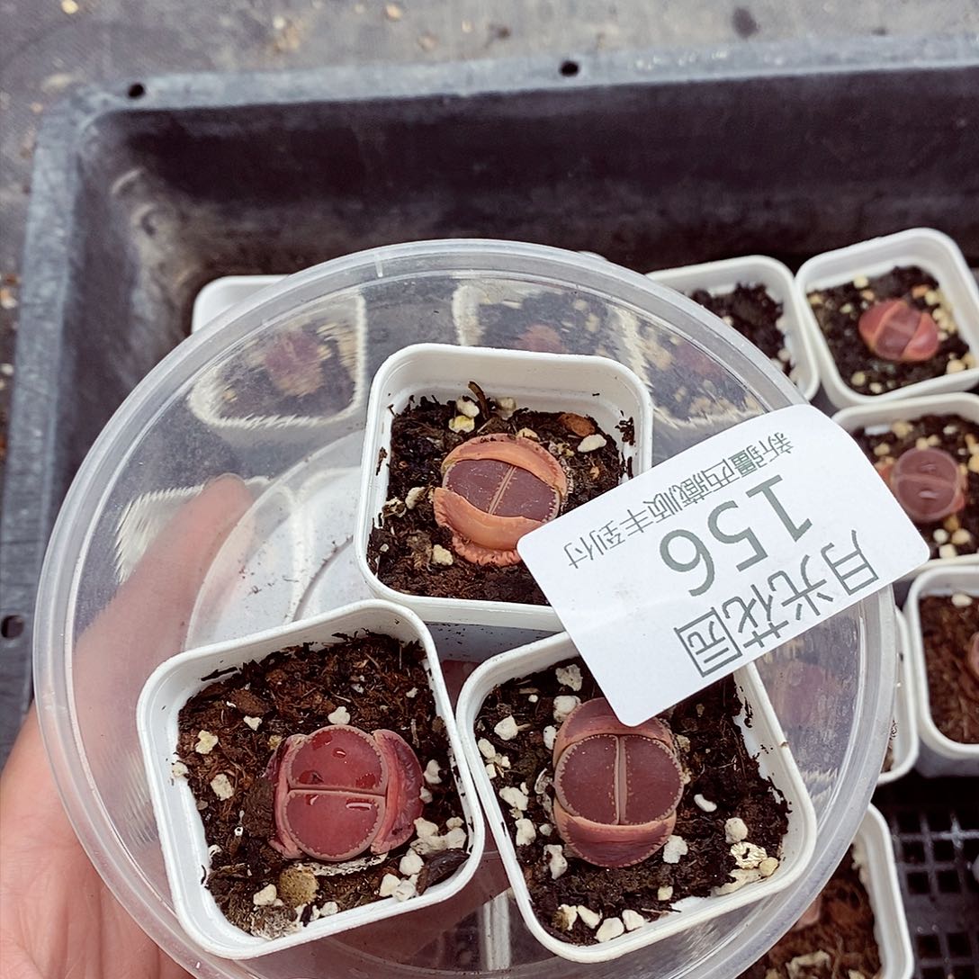 我要看电影啦嘻嘻这156