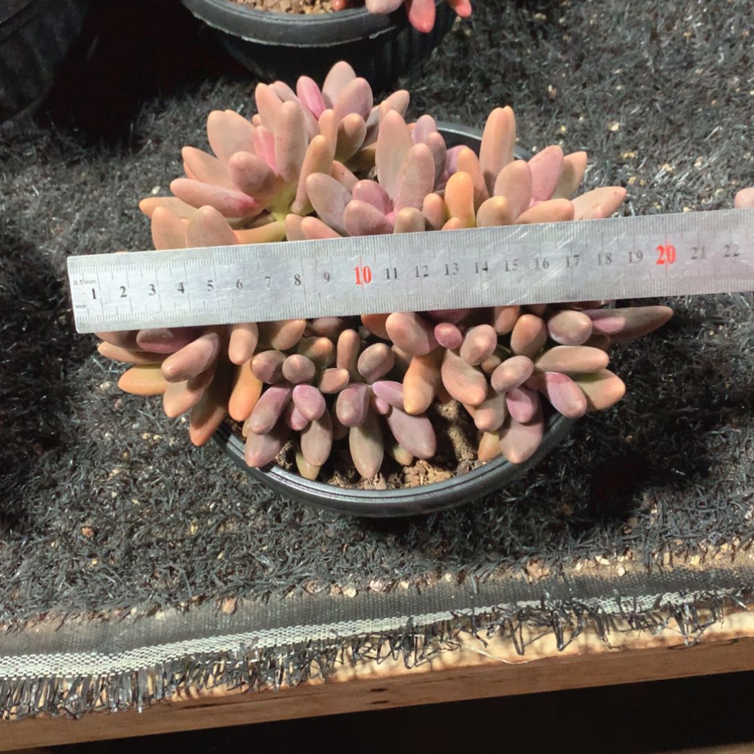 多肉植物多肉植物糖果