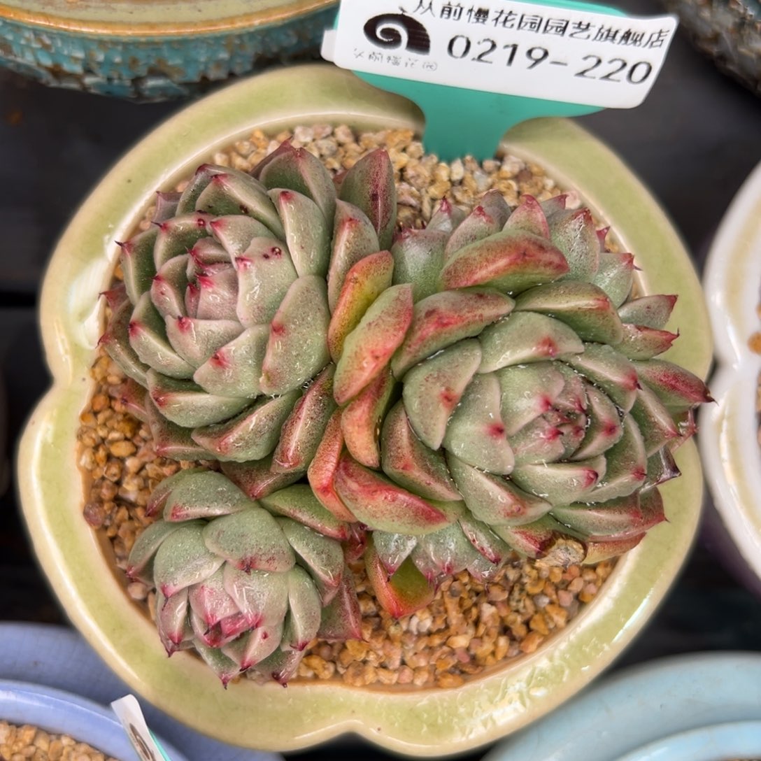 多肉一物一拍0219-220