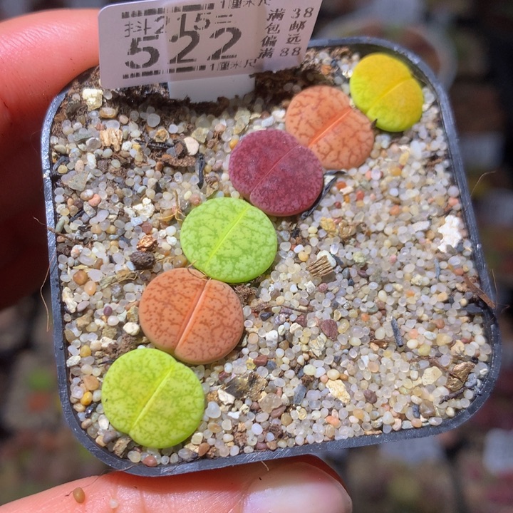 精品生石花215.522