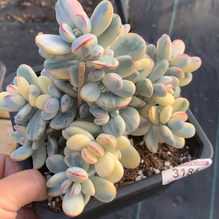 专拍链接多肉植物