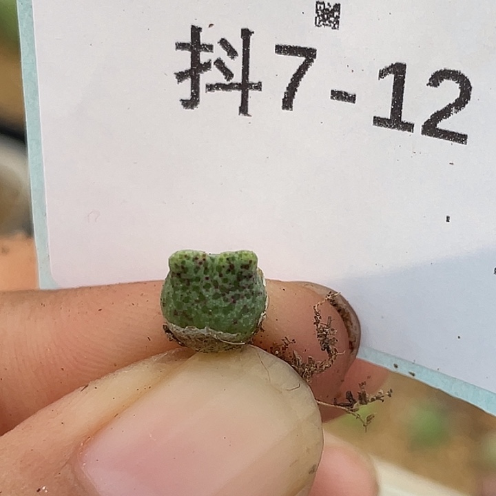 7-12鹿角斑马苗肉锥