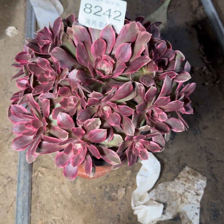 8242浣纱多肉植物
