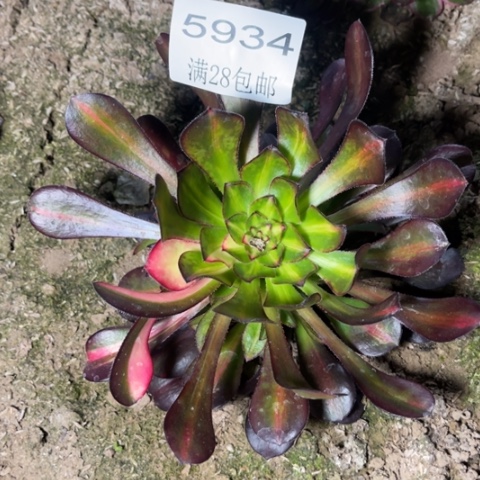 花蝴蝶多肉多肉5935