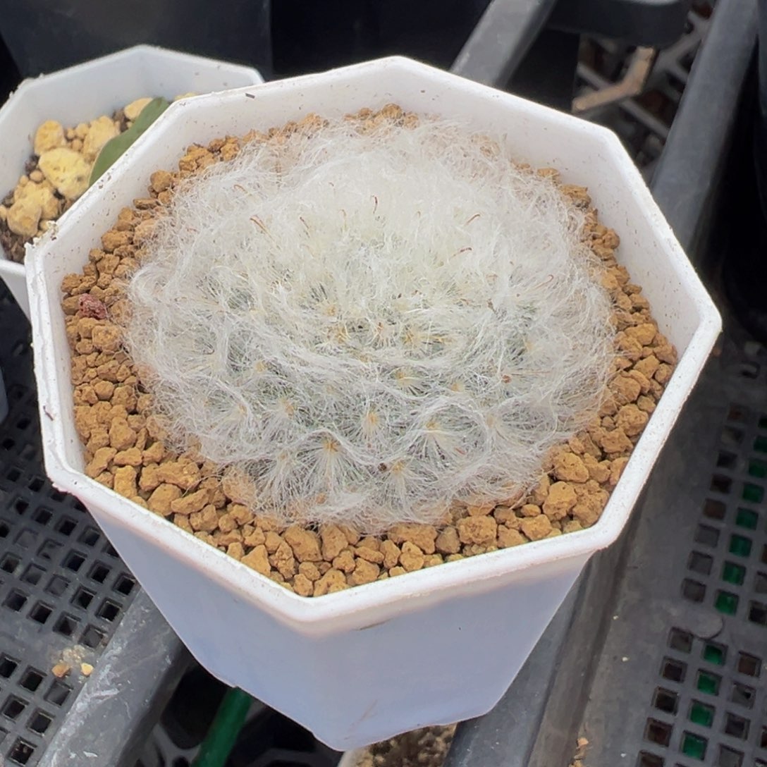 白云高砂多肉植物带盆土实生根
