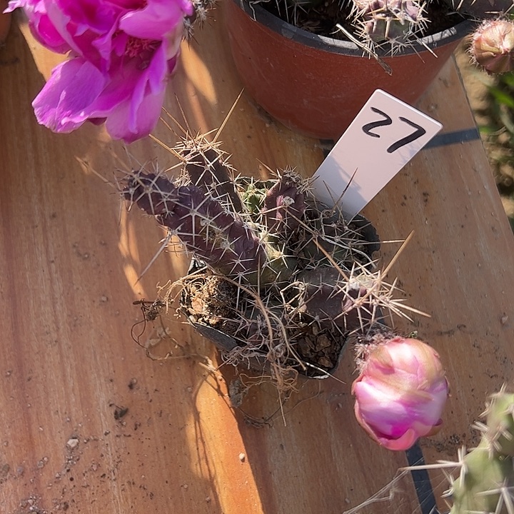 仙人球27号美花角紫重瓣