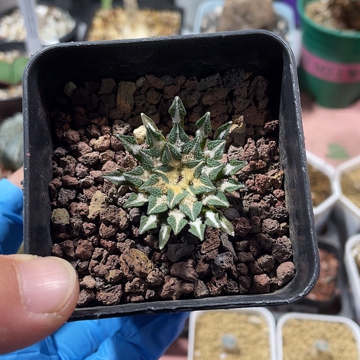 467实生大黑牡丹仙人球