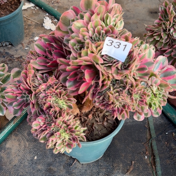 糖果女巫法师缀化331