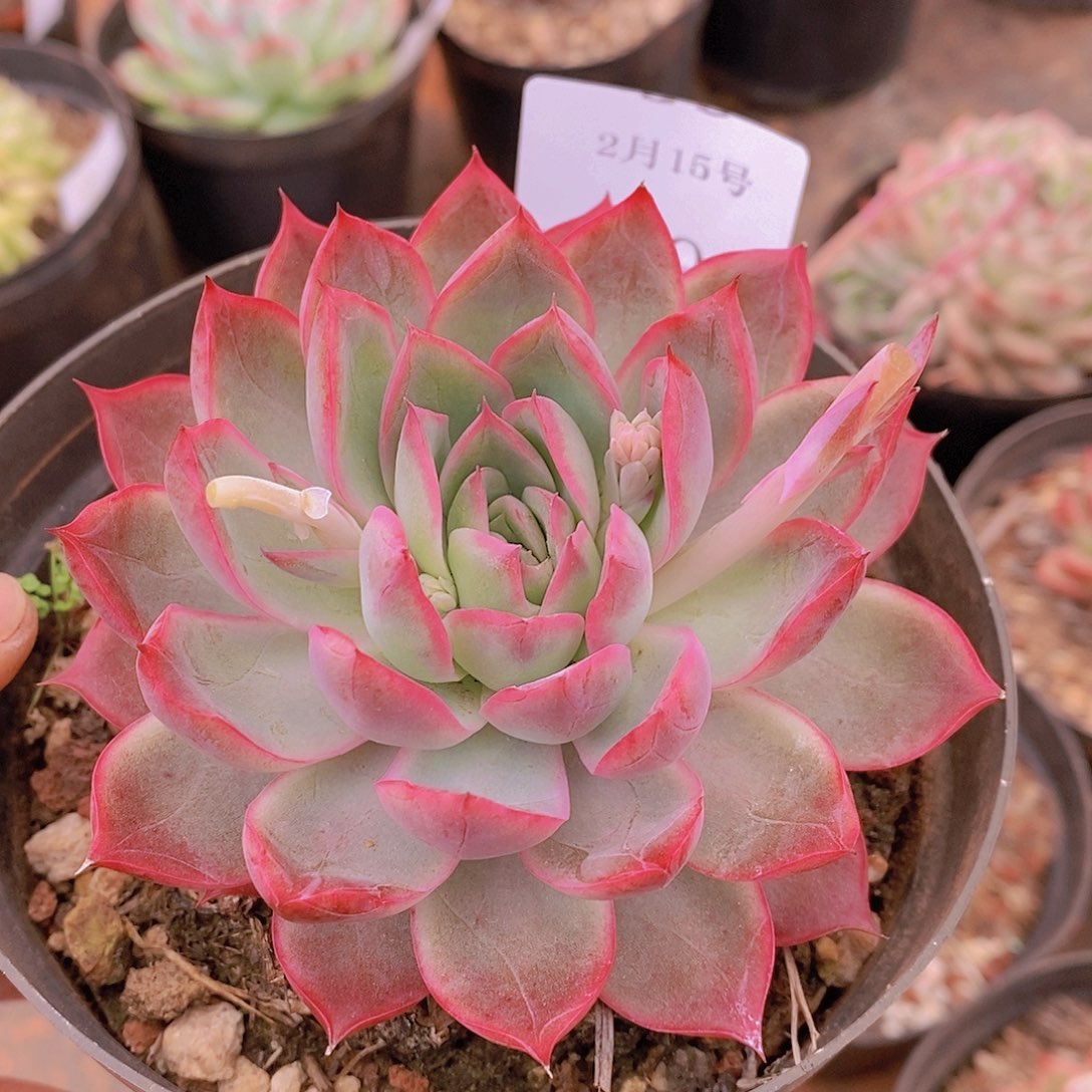 【闪购商品】云39潘朵拉玫瑰