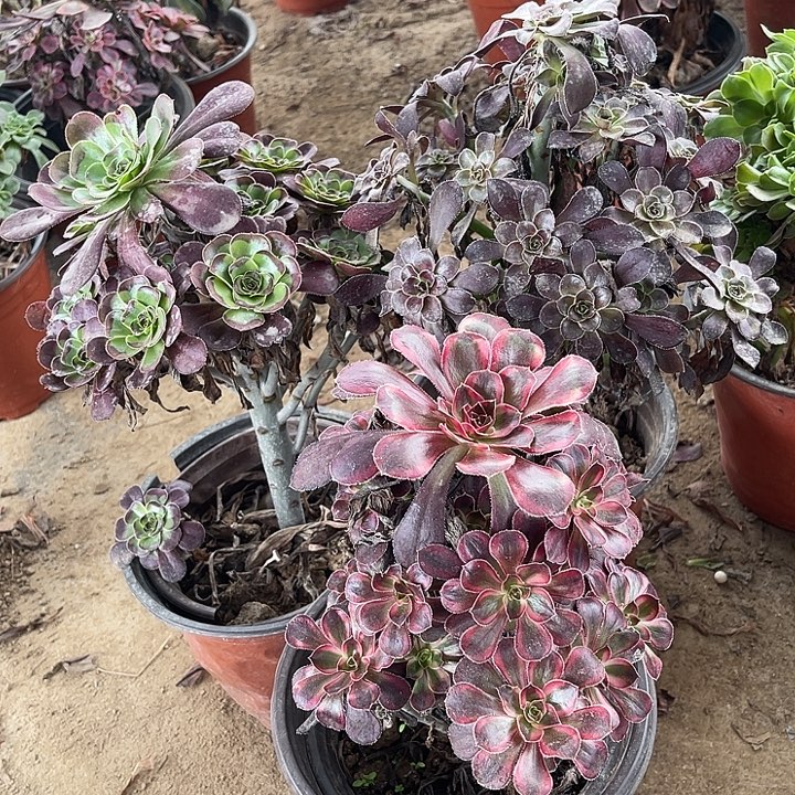 愿***好3棵玫瑰玫瑰玫瑰玫