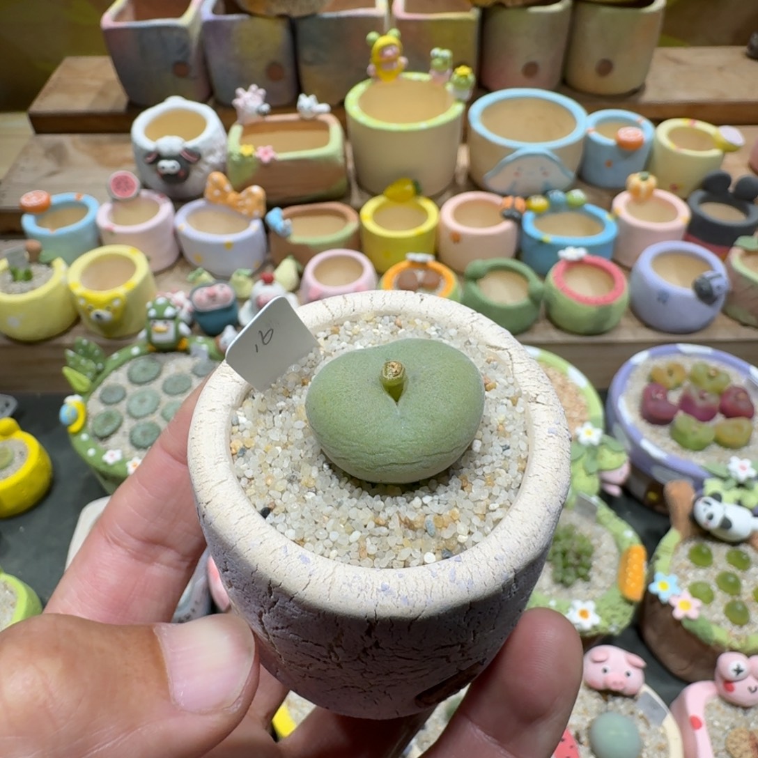 煮***茶蘑菇1201空卡佛多肉植物