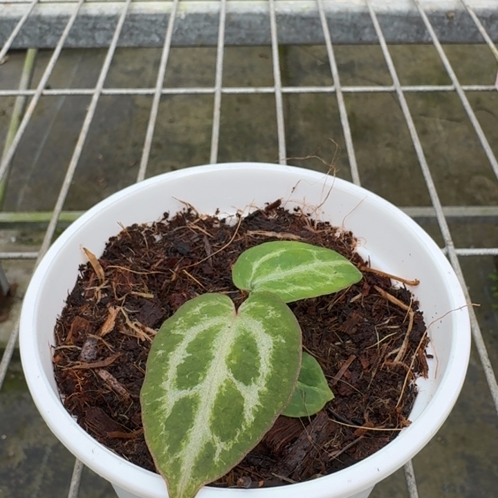 完全开放11号wonderboy杂千鸟格