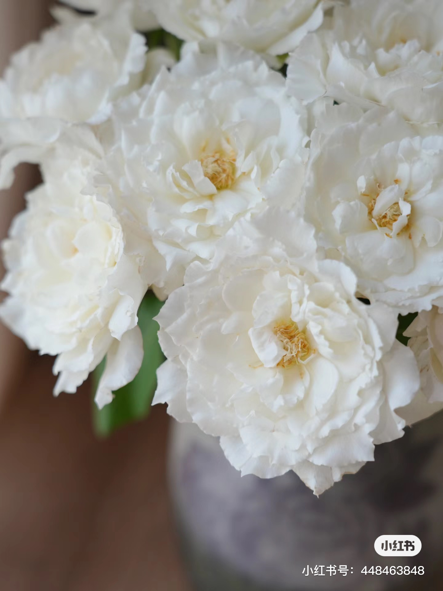 【德芮尔】乐柏 任拍三单及以上包顺空鲜切花10支装稀有玫瑰家居