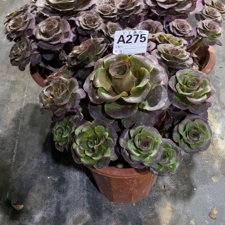 蓝***空玫瑰275000000000000